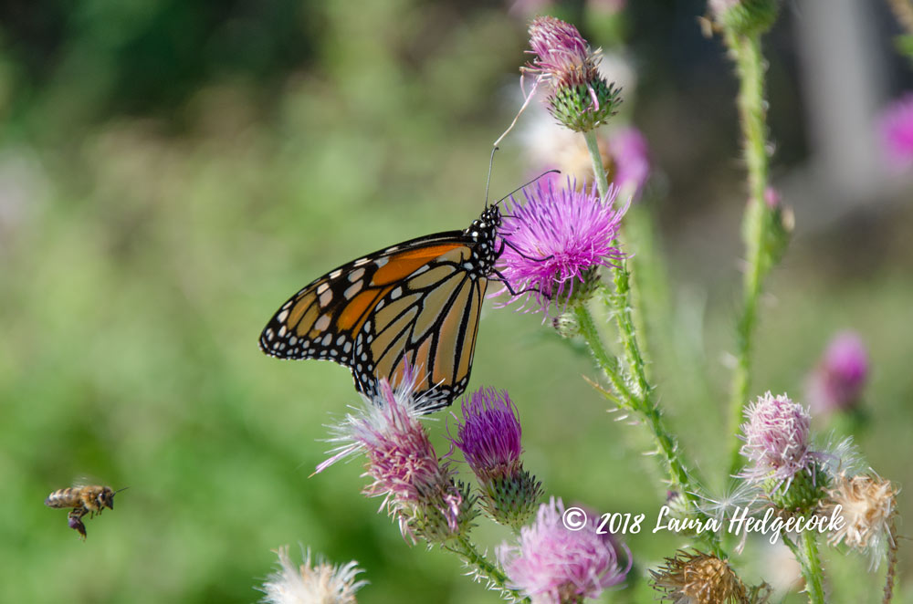 Monarch butterfly 